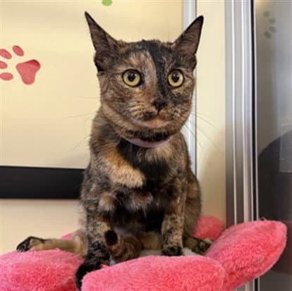 Amber - Domestic Short Hair