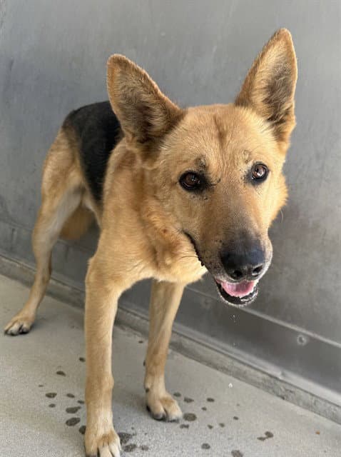 Lobo - German Shepherd Dog