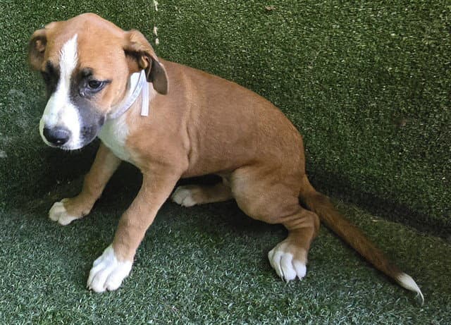 Konan - Boxer