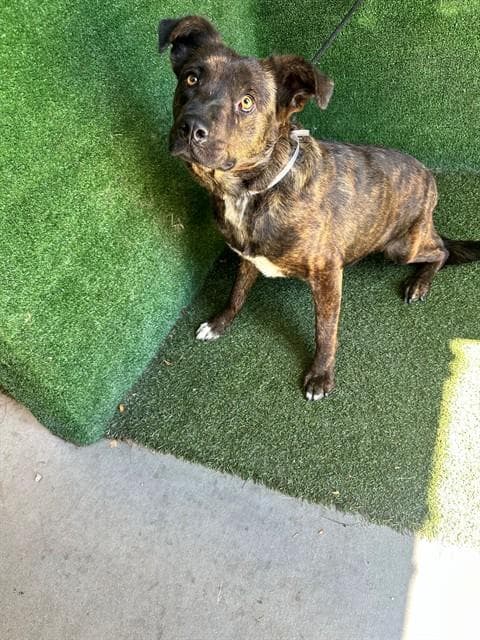 Sally - Australian Cattle Dog/Blue Heeler