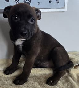 Lulu image 1