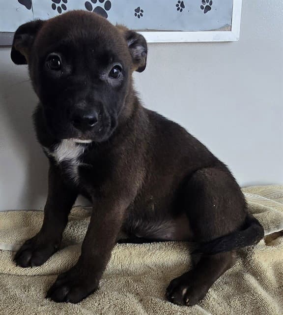 Lulu