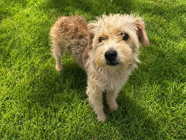 Ocean - Terrier