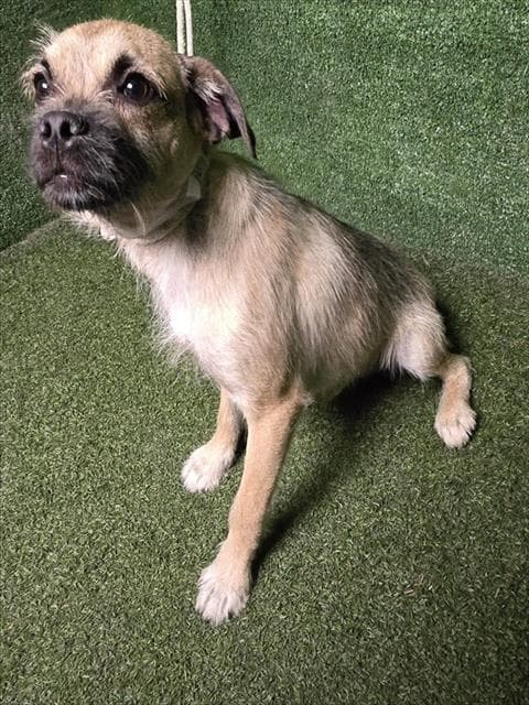 Unknown - Pug