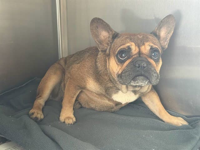 Rhapsody - French Bulldog
