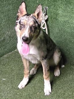 Ellie image 1