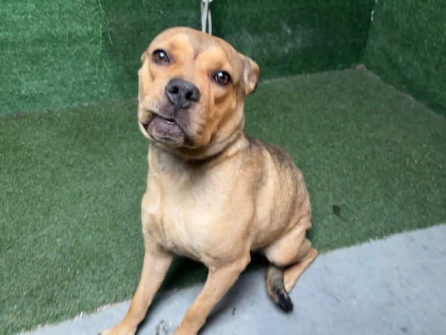Unknown - Staffordshire Bull Terrier