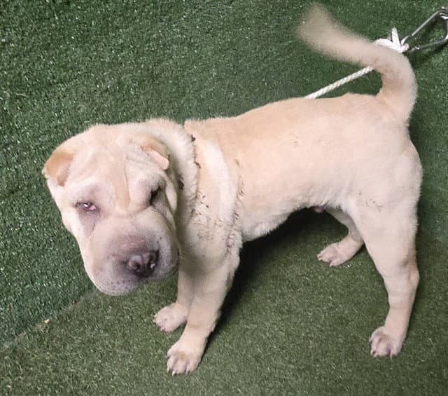 Unknown - Chinese Shar-Pei