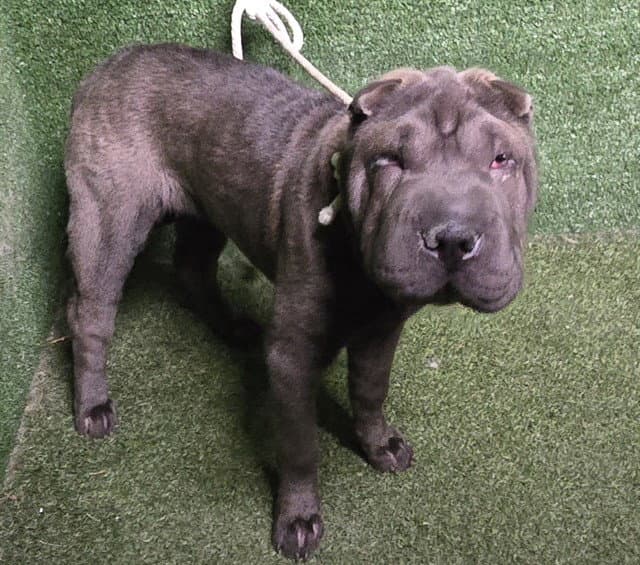 Unknown - Chinese Shar-Pei