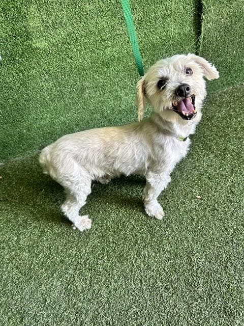 Unknown - Maltese