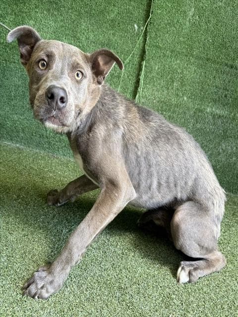 Boogie - Pit Bull Terrier