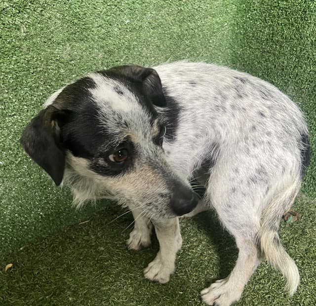 Unity - Australian Cattle Dog/Blue Heeler