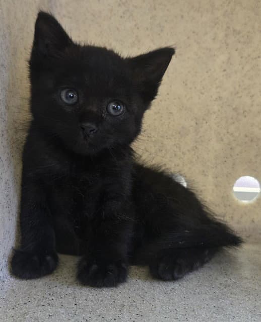 Mimi