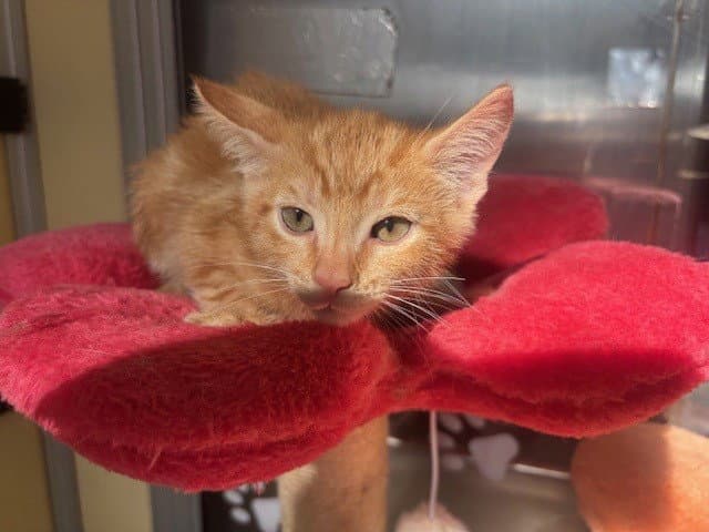 Unknown - Domestic Short Hair