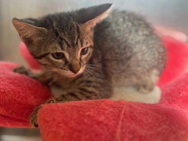 Unknown - Domestic Short Hair