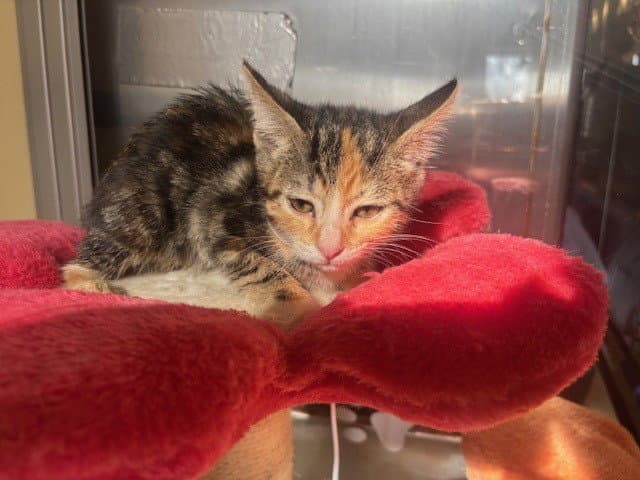 Unknown - Domestic Short Hair