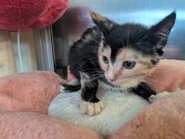 Unknown - Domestic Short Hair