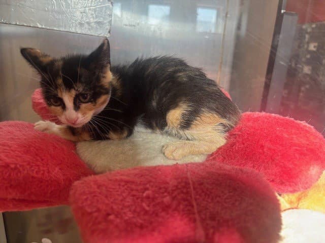 Unknown - Domestic Short Hair