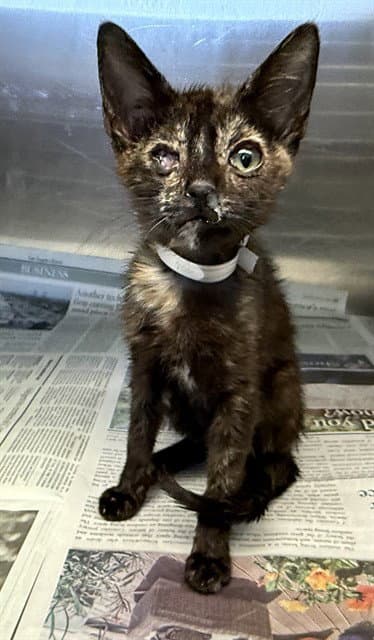 Cynthia - Domestic Short Hair
