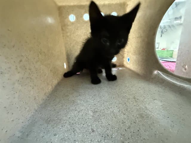 Sandy - Domestic Short Hair