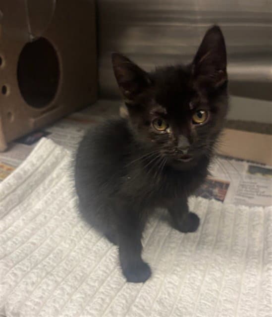Sandy - Domestic Short Hair