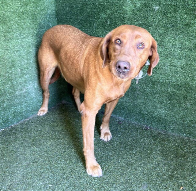 Roxy - Labrador Retriever