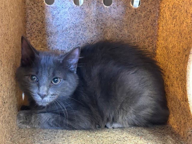 Jasper - Domestic Long Hair