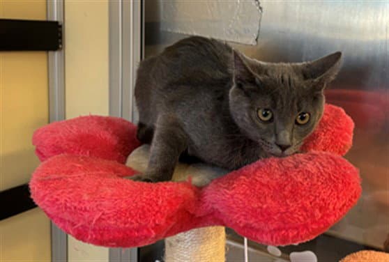 Kharen - Russian Blue