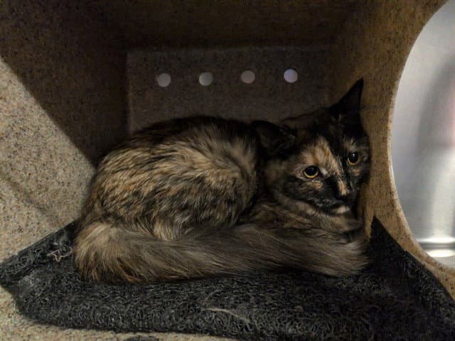 Tiger Face - Domestic Medium Hair