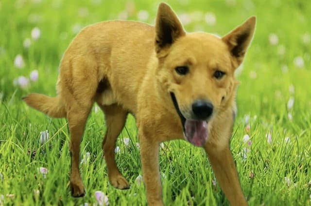 Beavis - German Shepherd Dog