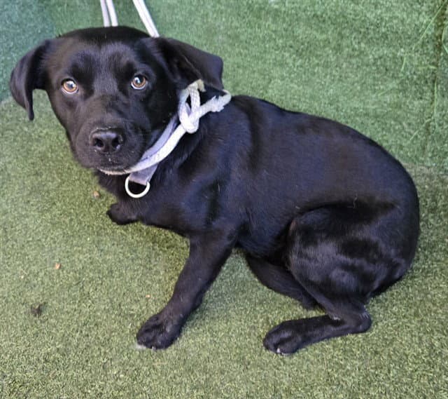 Glen - Labrador Retriever