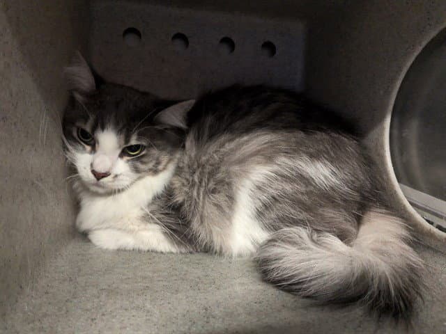 Chum Chum - Domestic Short Hair