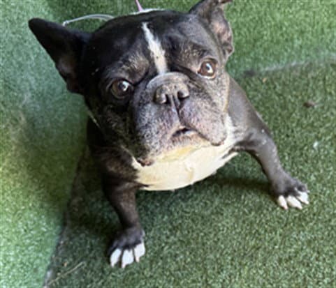 Unknown - French Bulldog