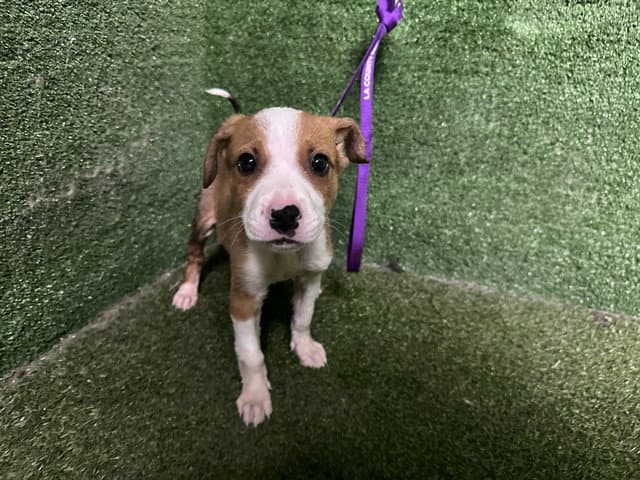 Evan - Parson Russell Terrier