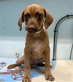 Brownie image 1