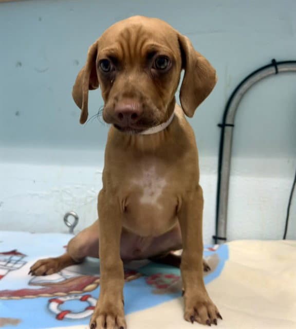 Brownie - Vizsla