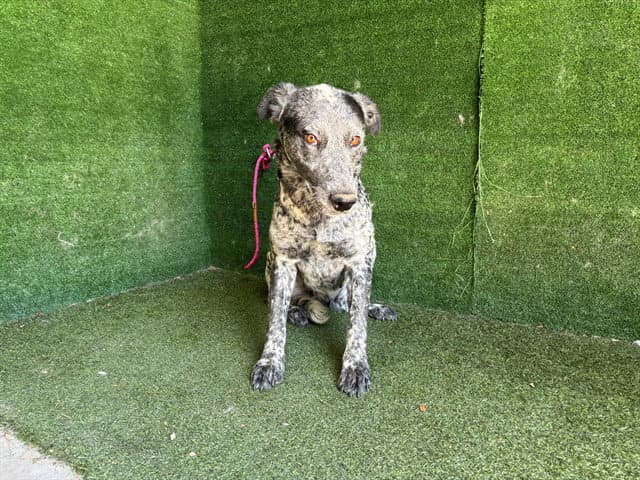 Pina - Queensland Heeler