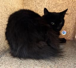 Mimi image 1