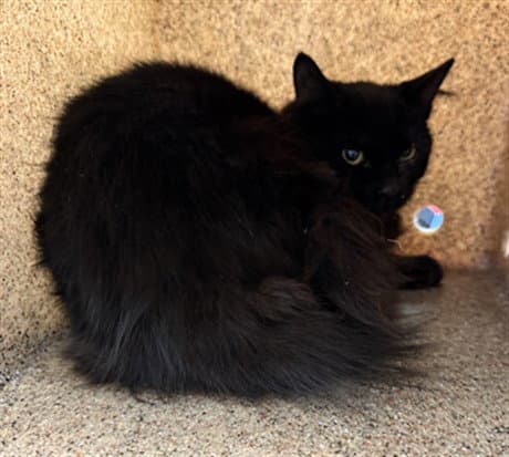 Mimi - Domestic Medium Hair