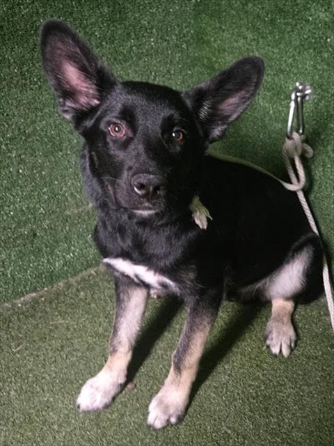 Troy Veras - German Shepherd Dog