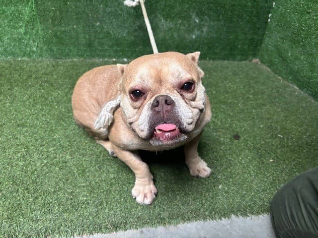 Sparkles - French Bulldog