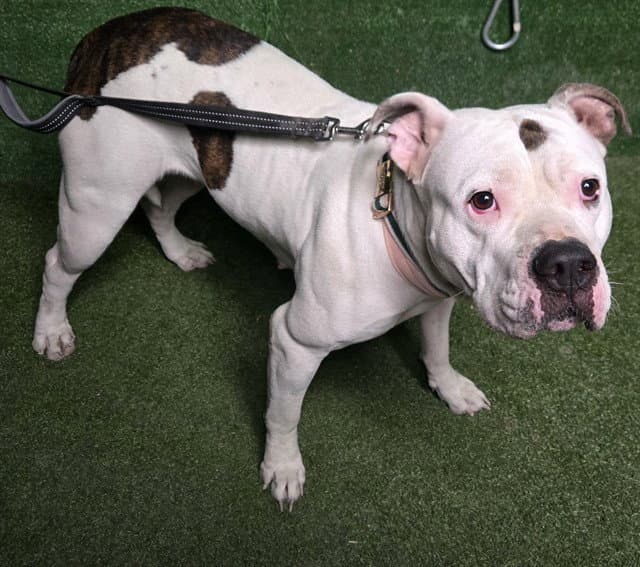 Serenity - Pit Bull Terrier