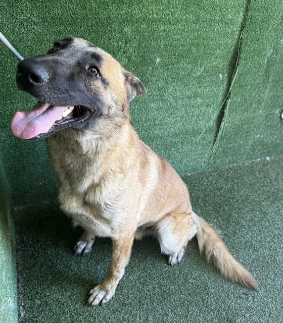 Lars - Belgian Shepherd Malinois