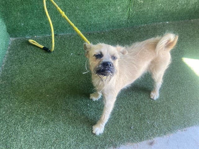 Unknown - Terrier
