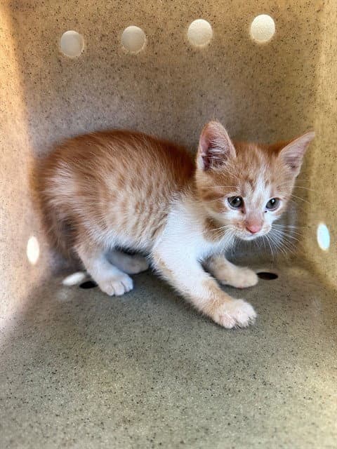 Kobe - Domestic Short Hair