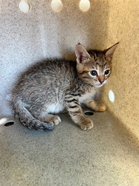 Unknown - Domestic Short Hair
