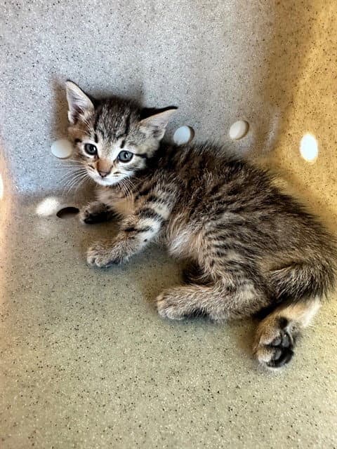 Unknown - Domestic Short Hair
