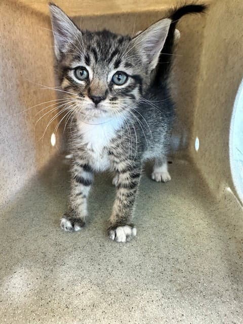 Unknown - Domestic Short Hair