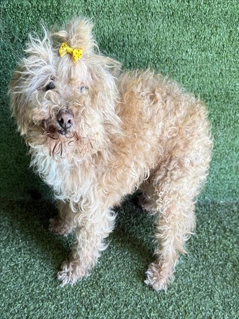 Casanova - Poodle (Miniature)