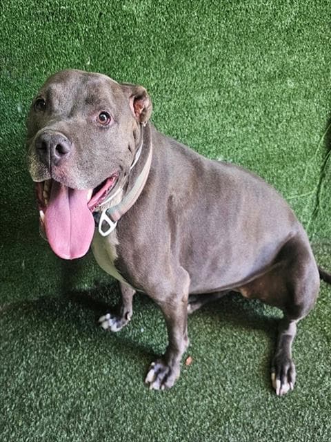 Penny - Pit Bull Terrier